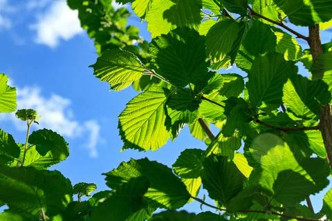 Green leaves background Stock Photos