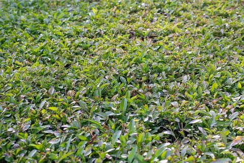 Green Leaves background Stock Photos
