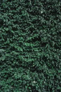 Green Leaves background Stock Photos