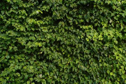 Green Leaves background Stock Photos