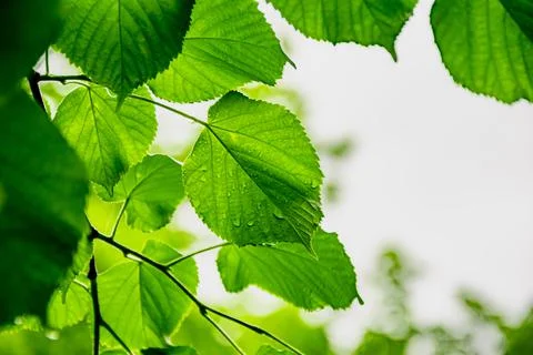 Green leaves background Stock Photos