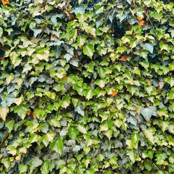 Green leaves background Stock Photos