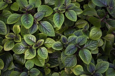 Green leaves background. 스톡 사진