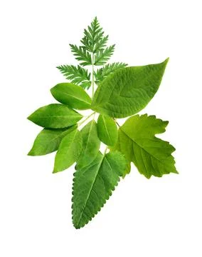Green Leaves Background Stock Photos