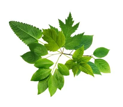 Green Leaves Background Stock Photos