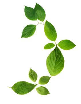 Green Leaves Background Stock Photos