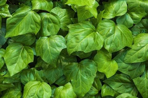 Green leaves background Stockfoto's