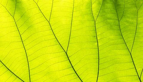 Green leaves for background Foto stock