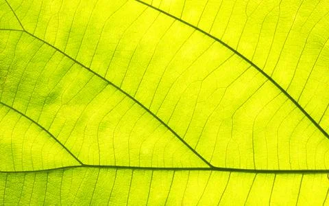Green leaves for background Stock Photos