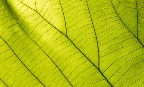 Green leaves for background Stock Photos
