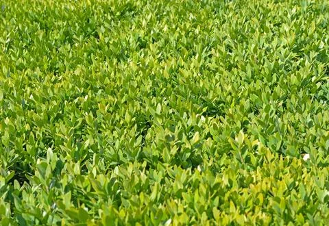 Green leaves background Stock Photos