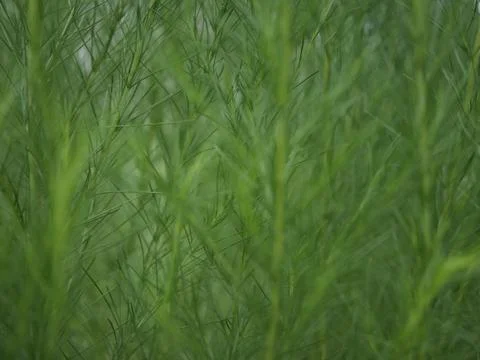 Green leaves background. Stock Photos