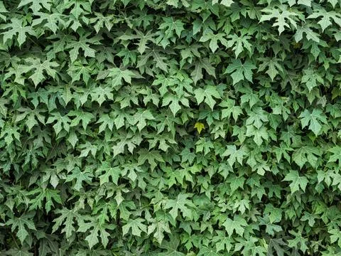 Green leaves background. Stock Photos