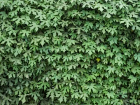 Green leaves background. Stock Photos