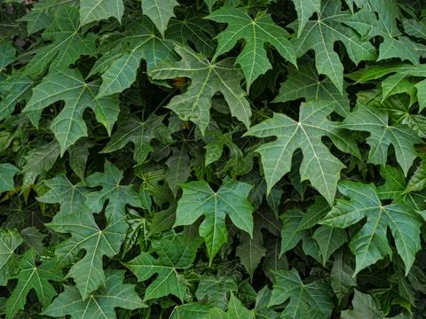 Green leaves background. Stock Photos