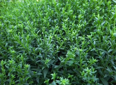 Green leaves for background Stock Photos