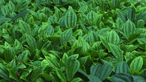 Green leaves background, Plants in dark green color close up view Stock Footage 285671004