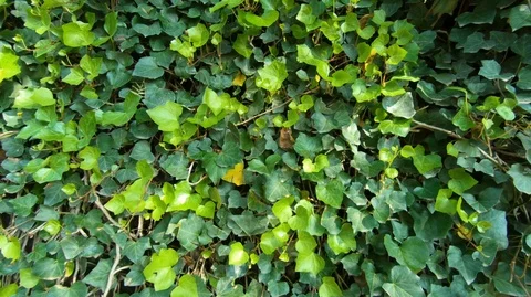 Green leaves Background in real time and Tilt Down camera Movement Video stock 98005601