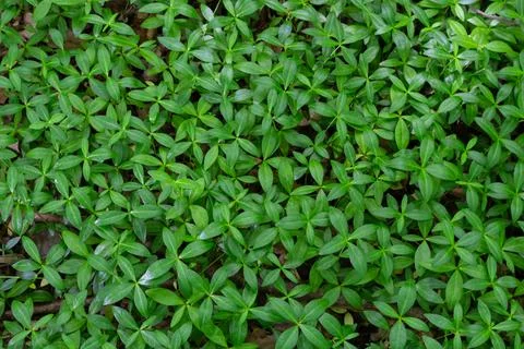Green leaves background of small tiny myrtle leaves, Vinca minor is a species Stock Photos