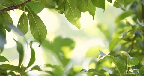 Green leaves background with sunlight 4K Video Stock Footage 114634252