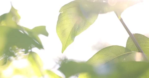 Green leaves background with sunlight 4K Video Stock Footage 114634401