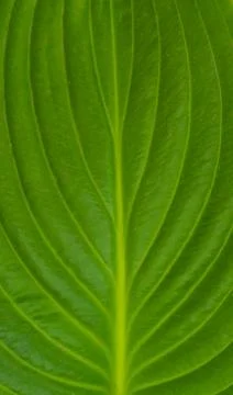 Green leaves as background texture for artists Stock Photos