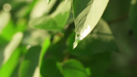 Green leaves background texture with drop water Stock Footage 201136625