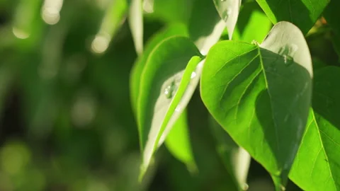 Green leaves background texture with drop water Stock Footage 201663601
