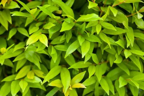 Green leaves background texture Stock Photos