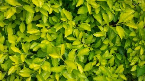 Green leaves background texture Stock Photos