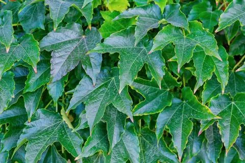 Green leaves background Tiny green leaves background Copyright: xZoonar.co... Foto stock
