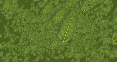 Green Leaves Background V1 Stock Footage 140176772