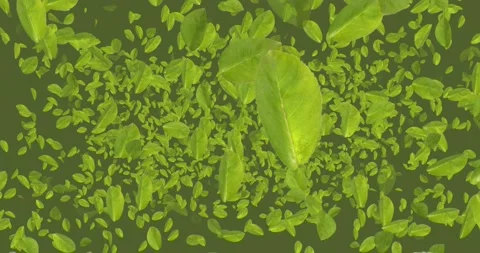 Green Leaves Background V2 Stock Footage 140175506