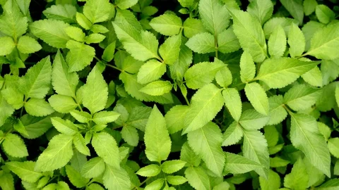 Green leaves background. Wind blowing through green leaves in slow motion. Stock Footage 115631473