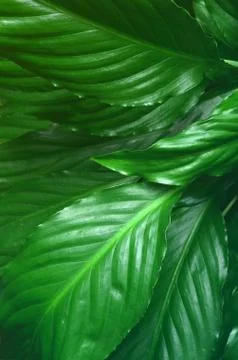 Green Leaves background,Creative layout made of green leaves. Flat lay. Natur Stock Photos