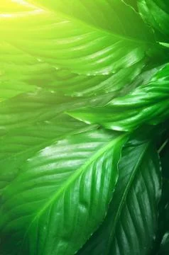 Green Leaves background,Creative layout made of green leaves. Flat lay. Natur Stock Photos