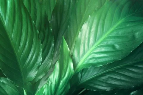 Green Leaves background,Creative layout made of green leaves. Flat lay. Natur Stock Photos