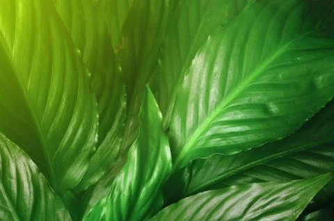 Green Leaves background,Creative layout made of green leaves. Flat lay. Natur Stock Photos