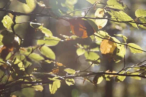 Green leaves in backlight Stock Photos