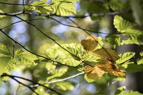 Green leaves in backlight Stock Photos