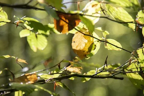 Green leaves in backlight Stock Photos