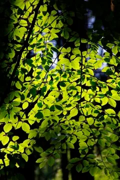 Green Leaves On The Backlit Stock Photos