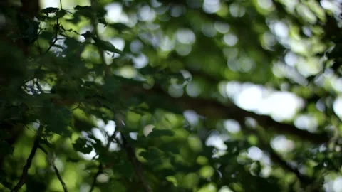 Green Leaves Backlit by Sunlight, Tree Canopy Bokeh, Close Up Shot Stock-Footage 341533473