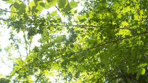 Green leaves of a backlit tree Stock Photos