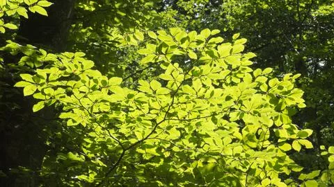 Green leaves of a backlit tree Stock Photos