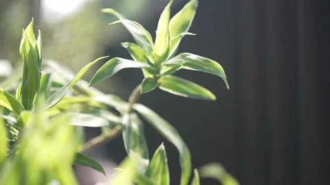 GREEN LEAVES IN BALCONY Vidéo 300052343