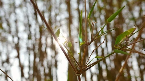Green leaves bamboo stem with sunlight bokeh lens flare. Stock Footage 127138813