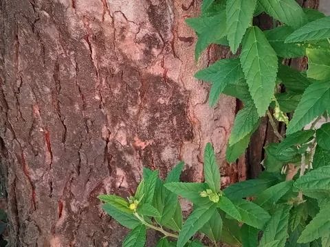 Green leaves on the bark of a tree trunk. Nature background. Stock Photos