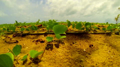 Green leaves on the beach. Stock Footage 44889628