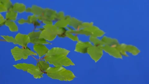 Green leaves of beech branches foreground in wind with bokeh (blue screen) Video stock 221316982